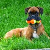 dog smile tennis balls